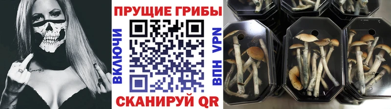Купить  Болотное  Псилоцибиновые грибы мухоморы 